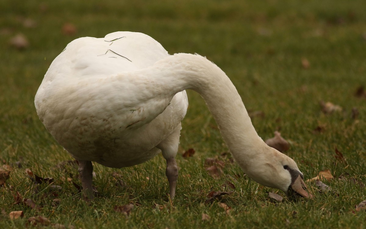 Mute Swan - ML126927521