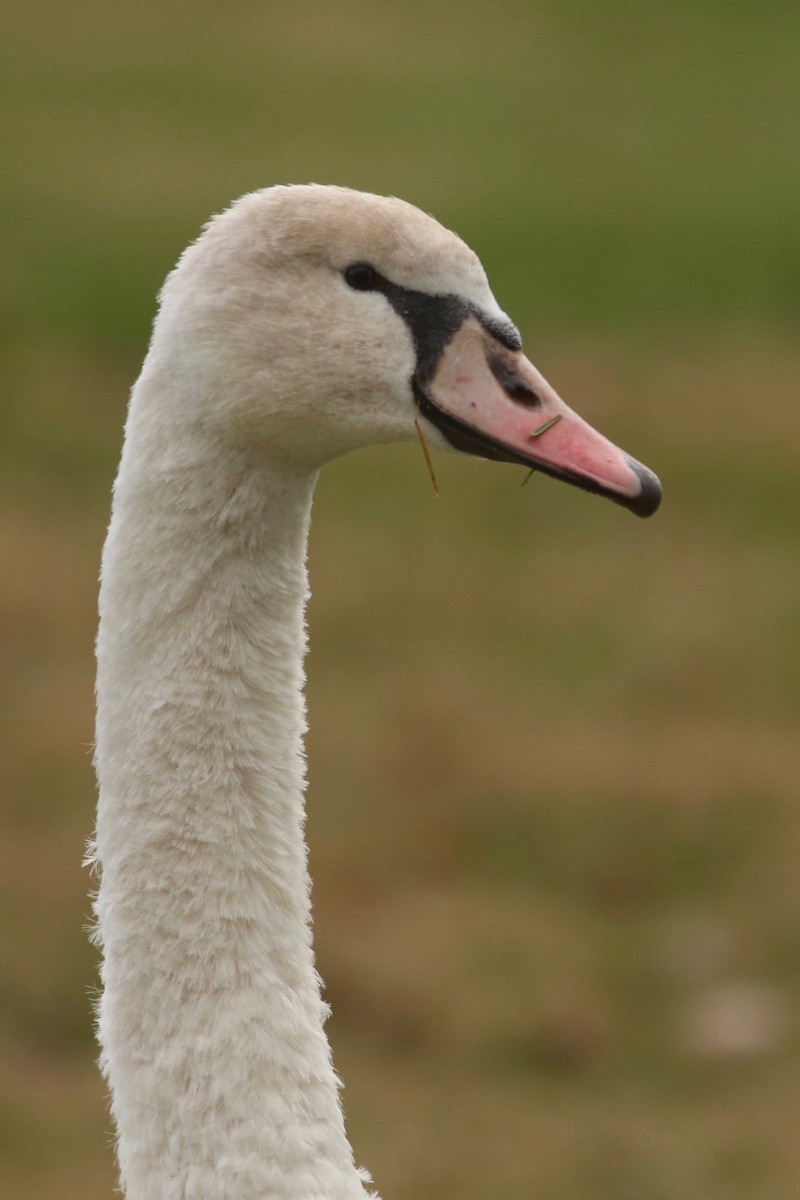 Mute Swan - ML126927551