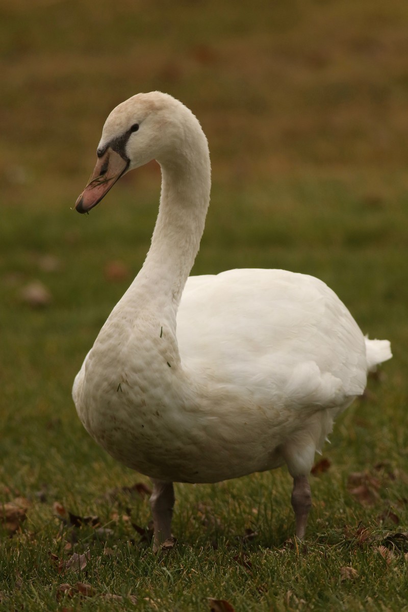 Mute Swan - ML126927631