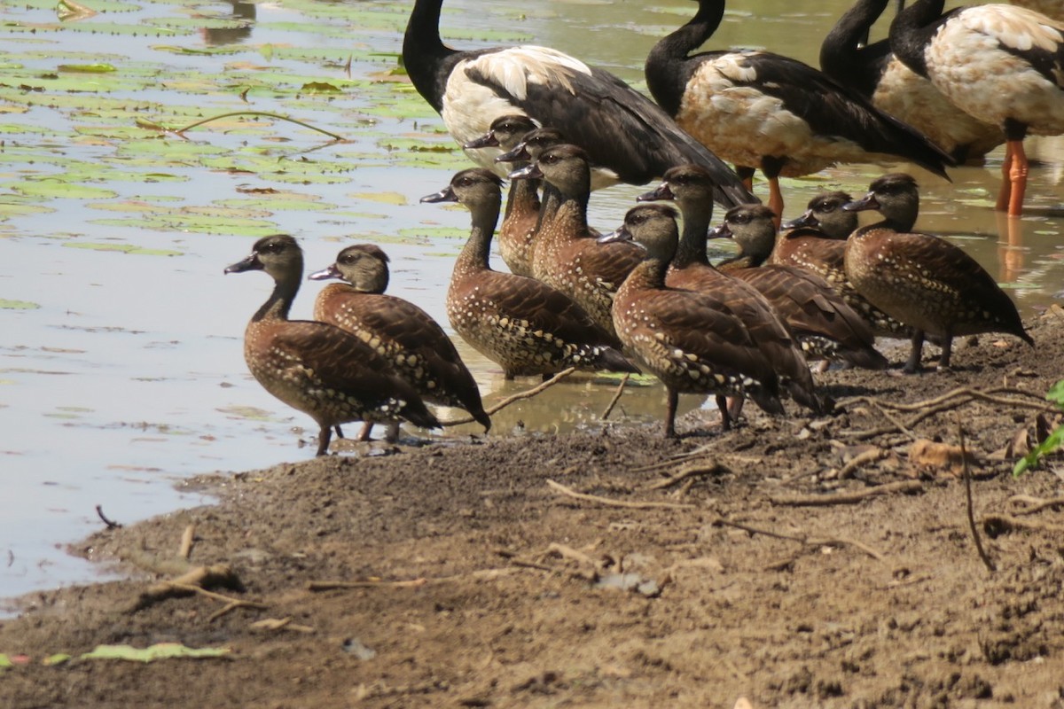 Spotted Whistling-Duck - Kath Shurcliff