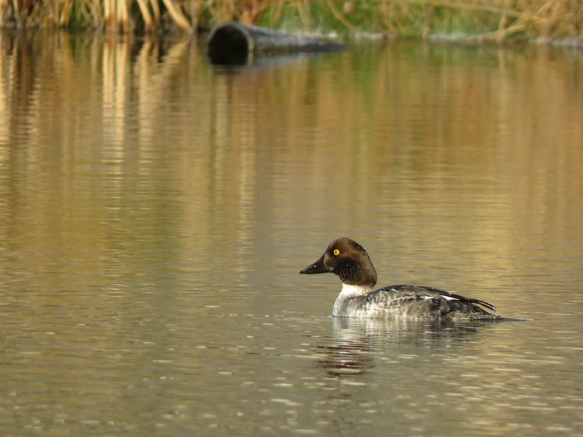 Common Goldeneye - David Ely