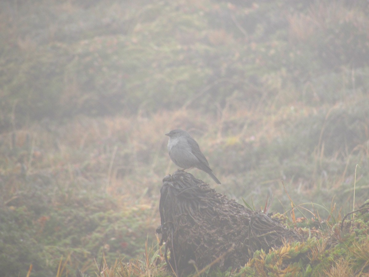 Plumbeous Sierra Finch - ML126929441