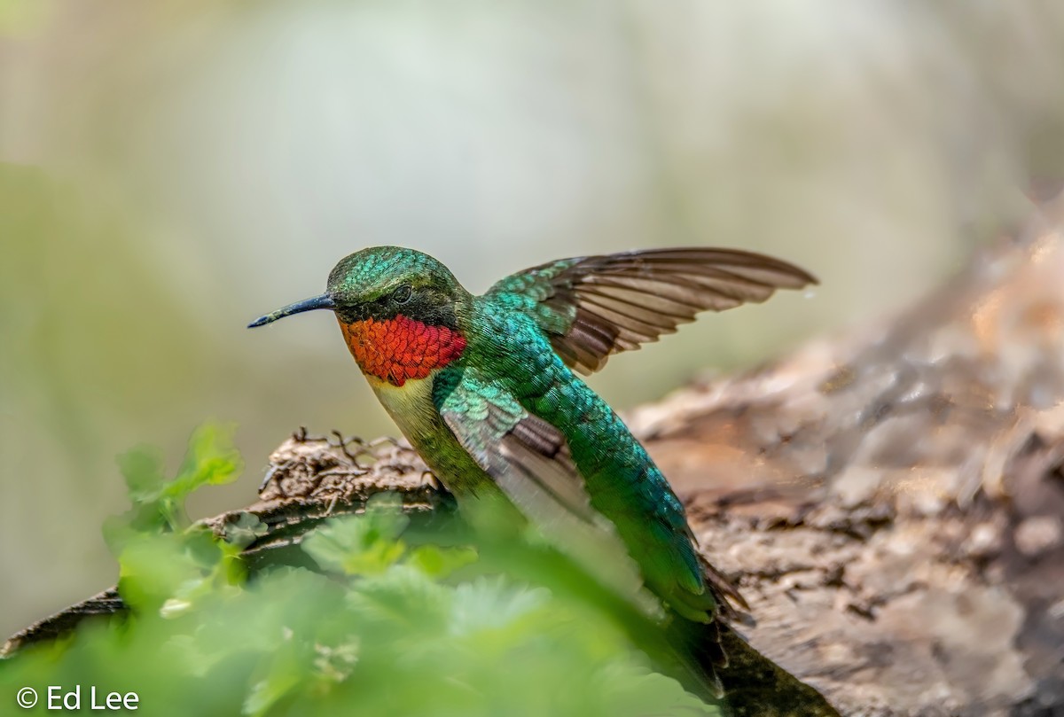 Colibrí Gorjirrubí - ML126929571