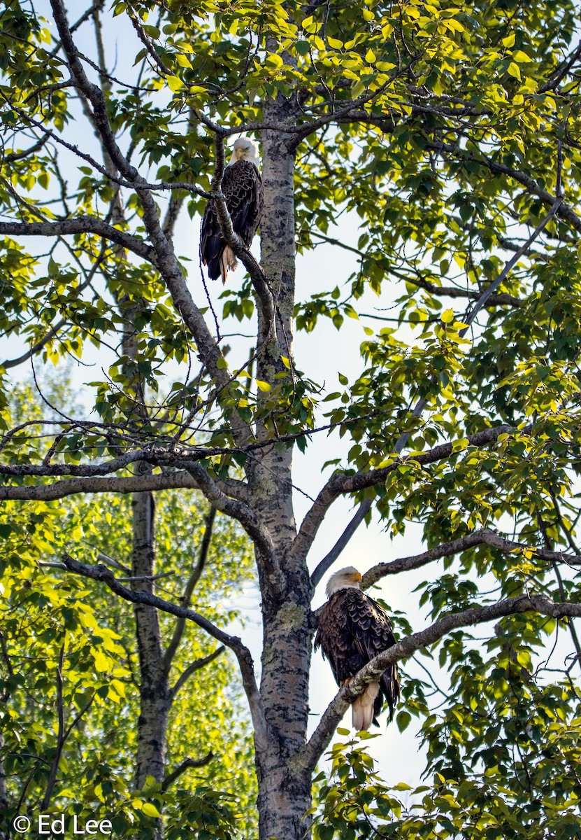 Bald Eagle - ML126931541