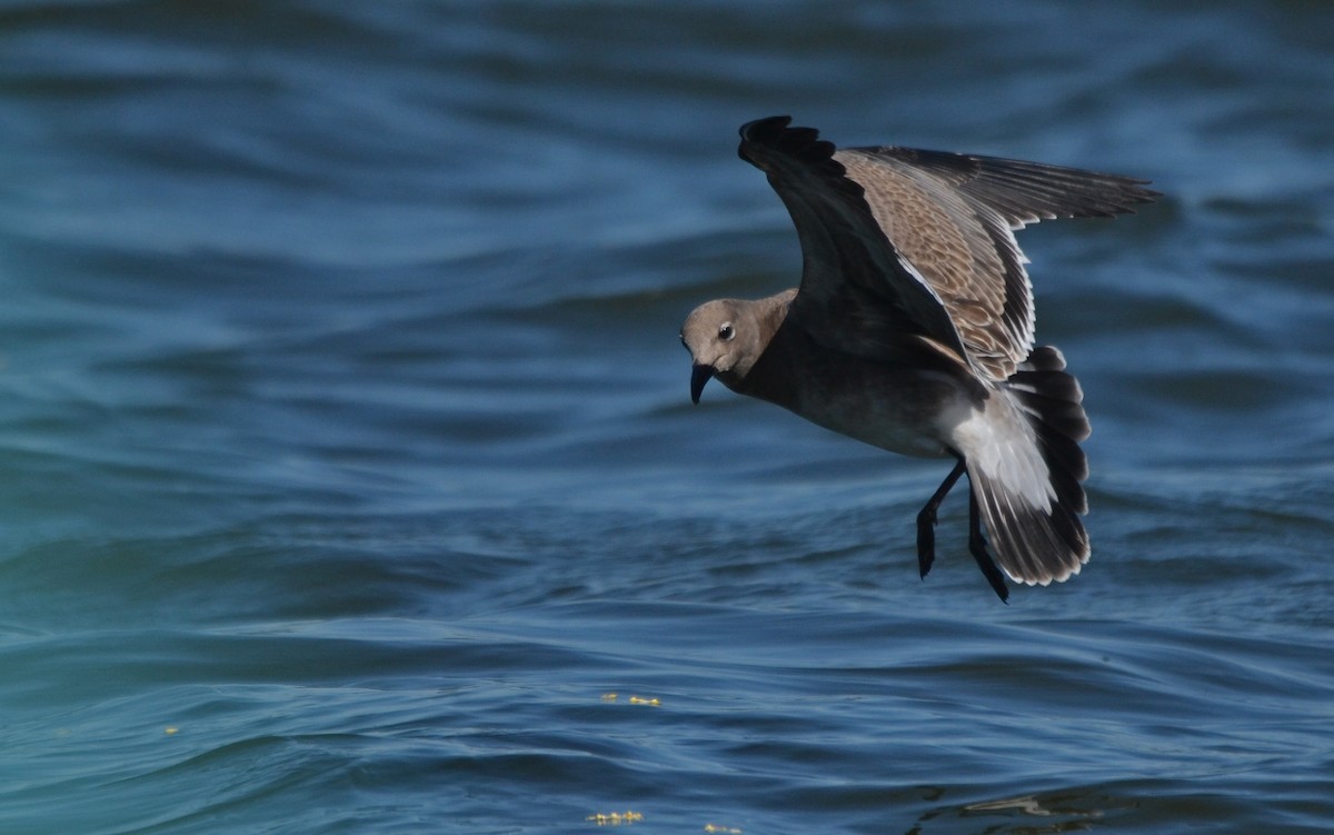 Laughing Gull - Marky Mutchler