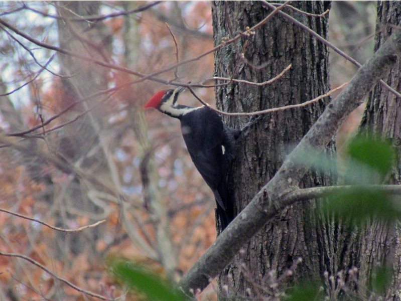 Pileated Woodpecker - ML126933821