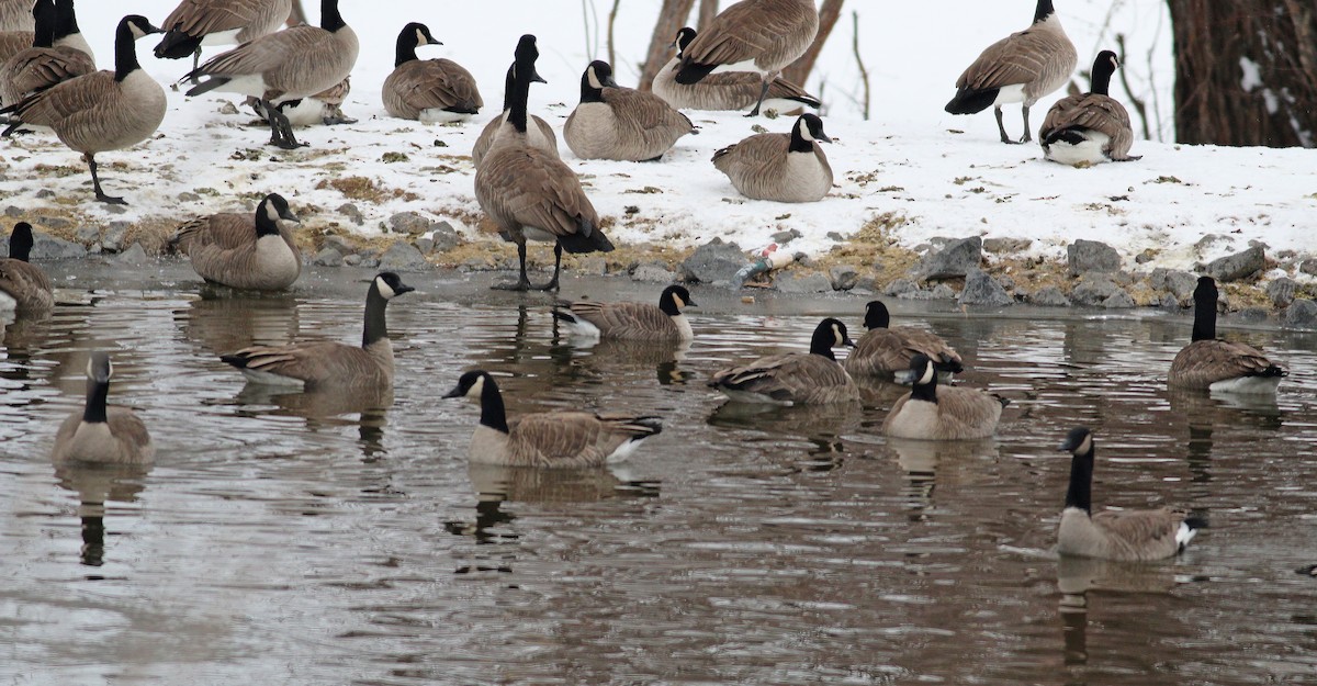 Cackling Goose (Richardson's) - ML126933991