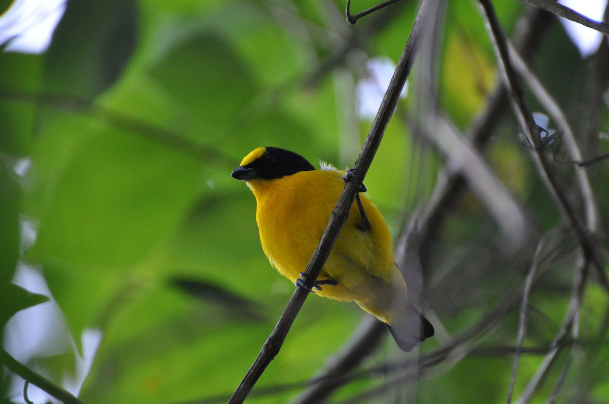 Thick-billed Euphonia - ML126935081