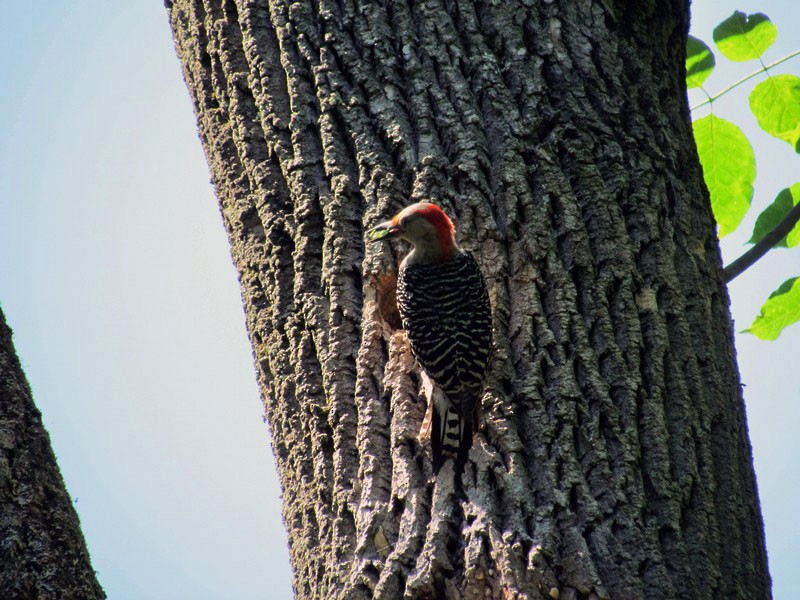 Red-bellied Woodpecker - Alyssa Nees