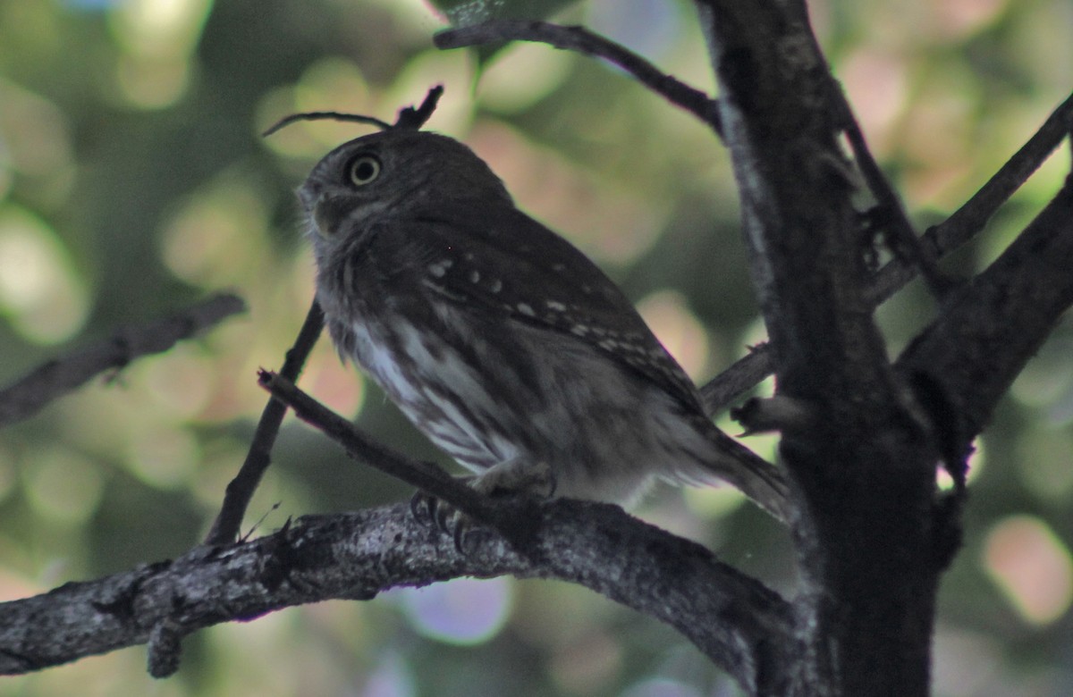 Ferruginous Pygmy-Owl - ML126937881