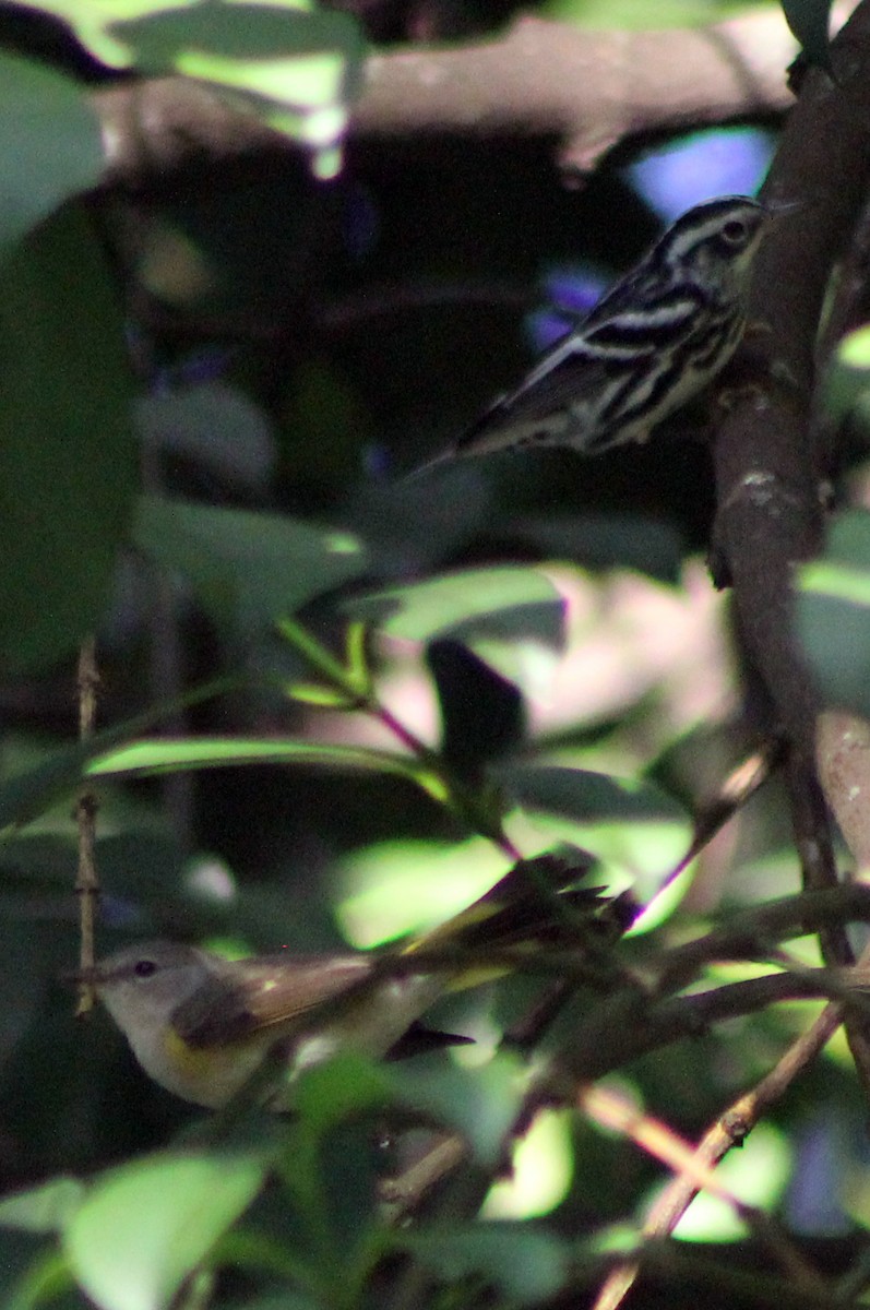 Black-and-white Warbler - ML126938061