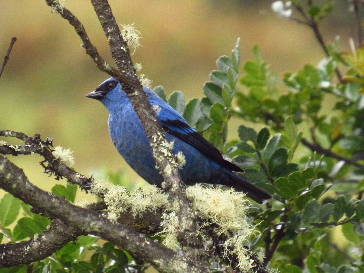 Blue-and-black Tanager - ML126939651