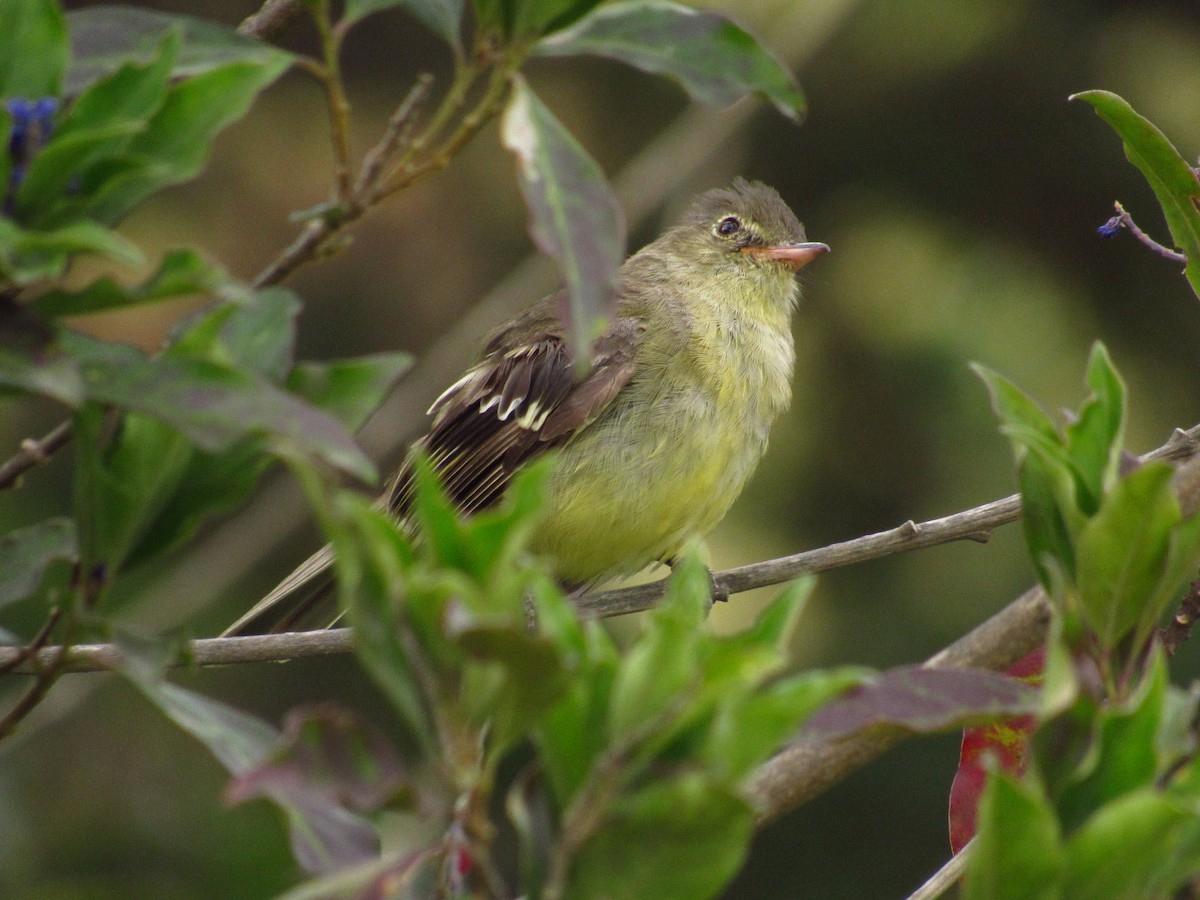 Sierran Elaenia - ML126940451