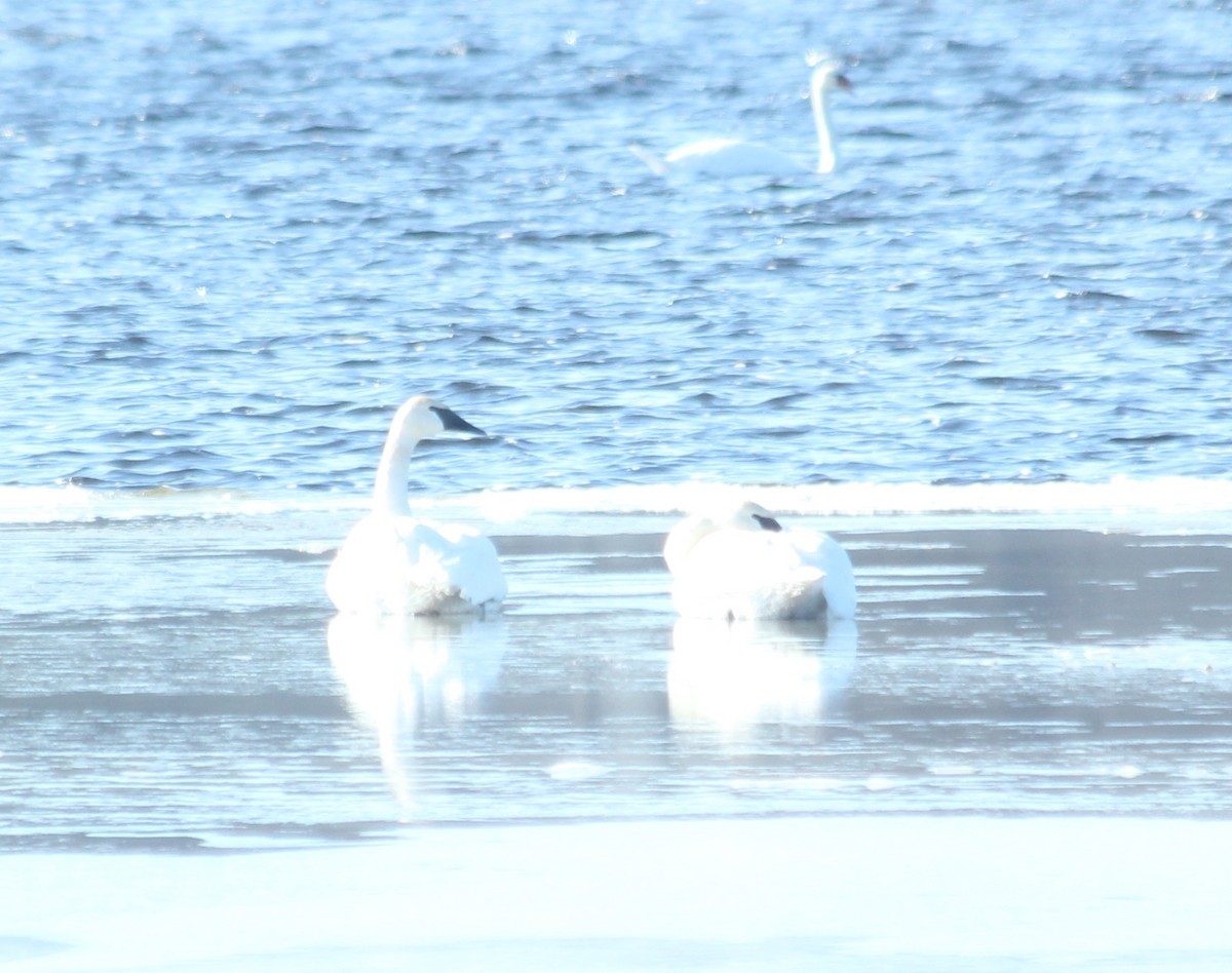 Trumpeter Swan - ML126942881