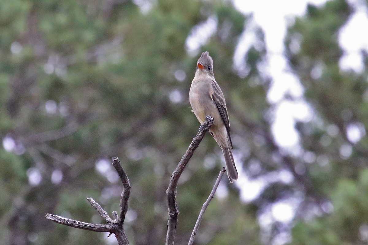 Greater Pewee - ML126943351