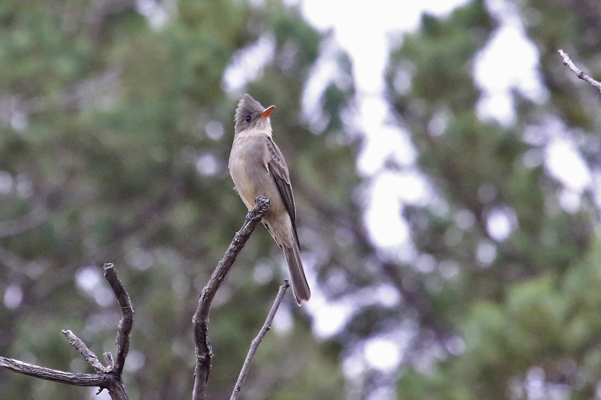 Greater Pewee - ML126943361