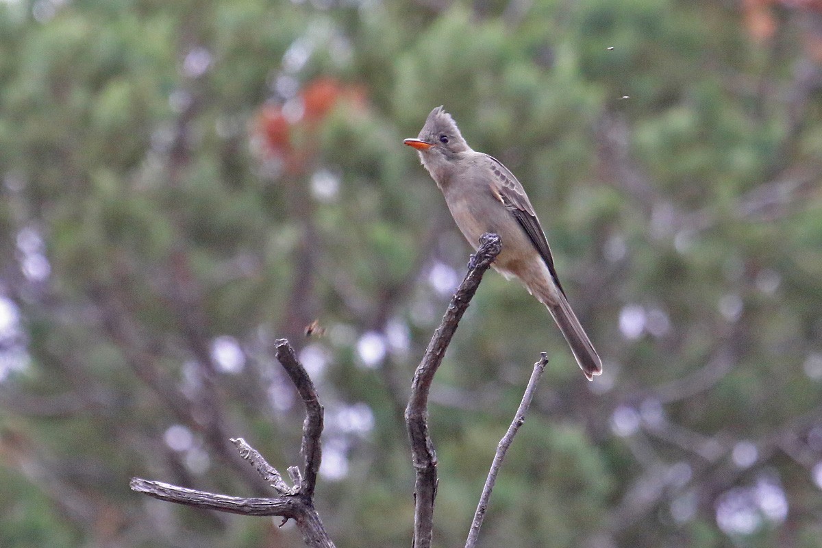 Greater Pewee - ML126943391