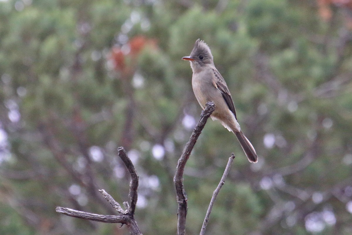 Greater Pewee - ML126943401