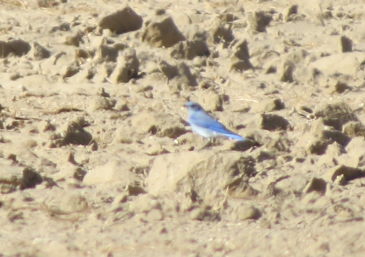 Mountain Bluebird - ML126943561