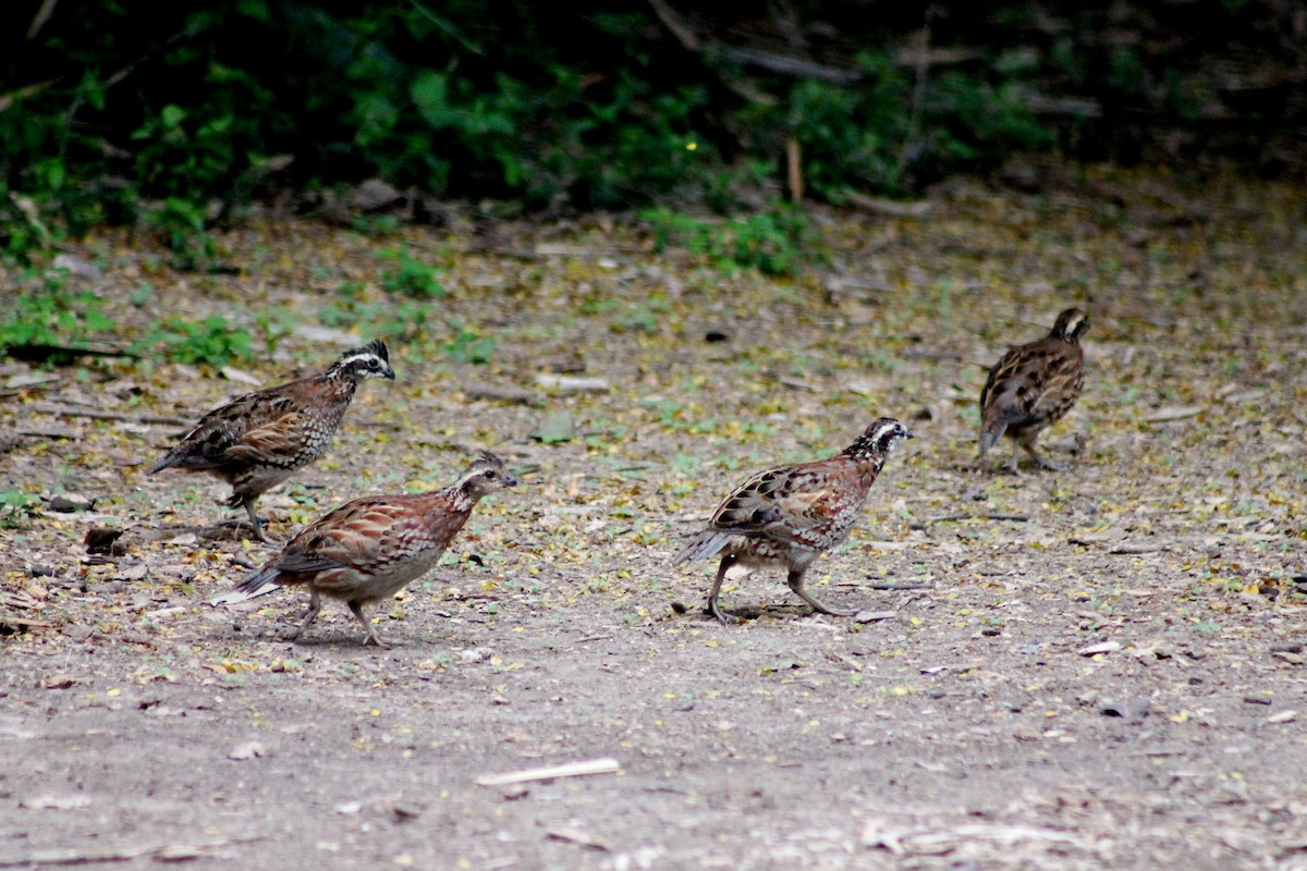 Colín de Virginia (grupo virginianus) - ML126943651