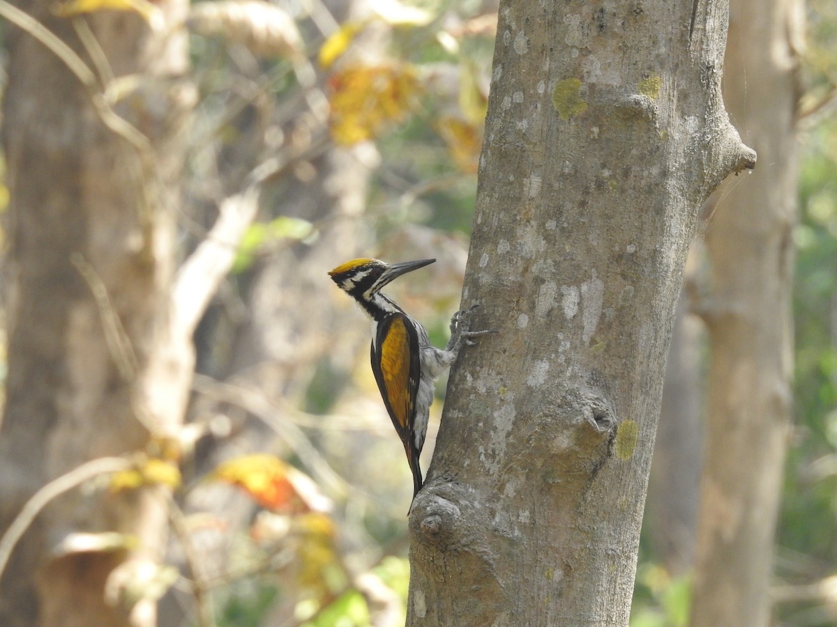 White-naped Woodpecker - ML126945021