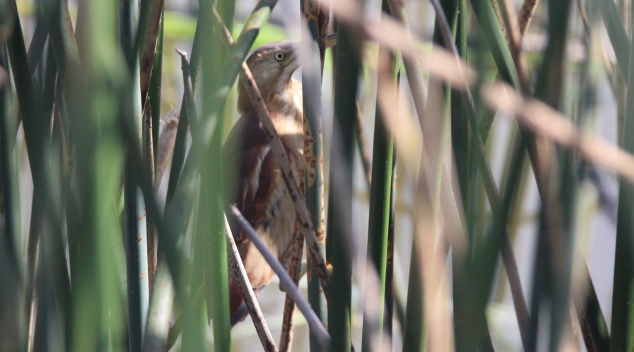 Least Bittern - Paul Lewis