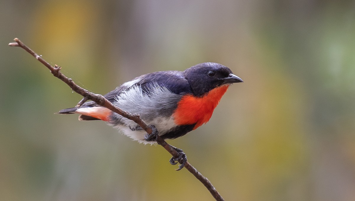 Mistletoebird - ML126946211