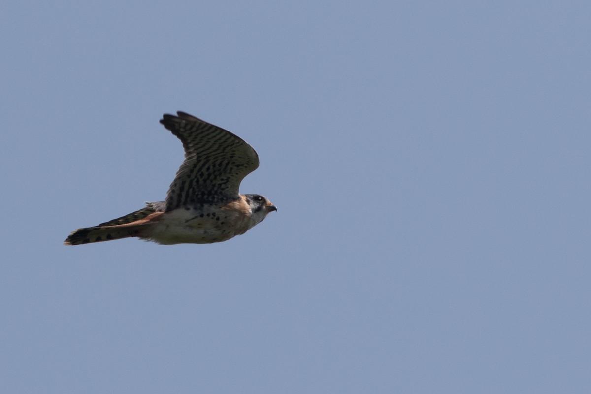 American Kestrel - Seymore Gulls