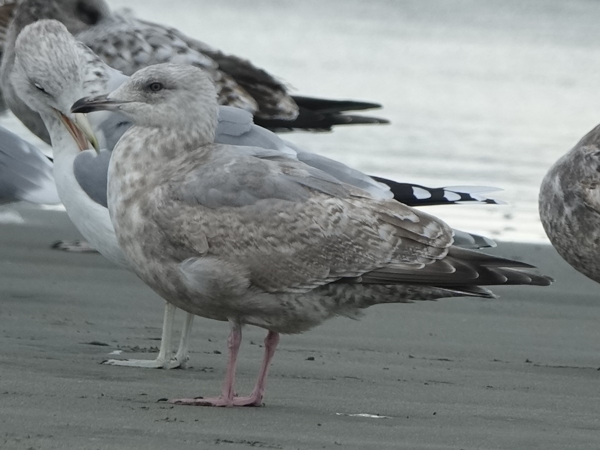 Iceland Gull (Thayer's) - ML126948561