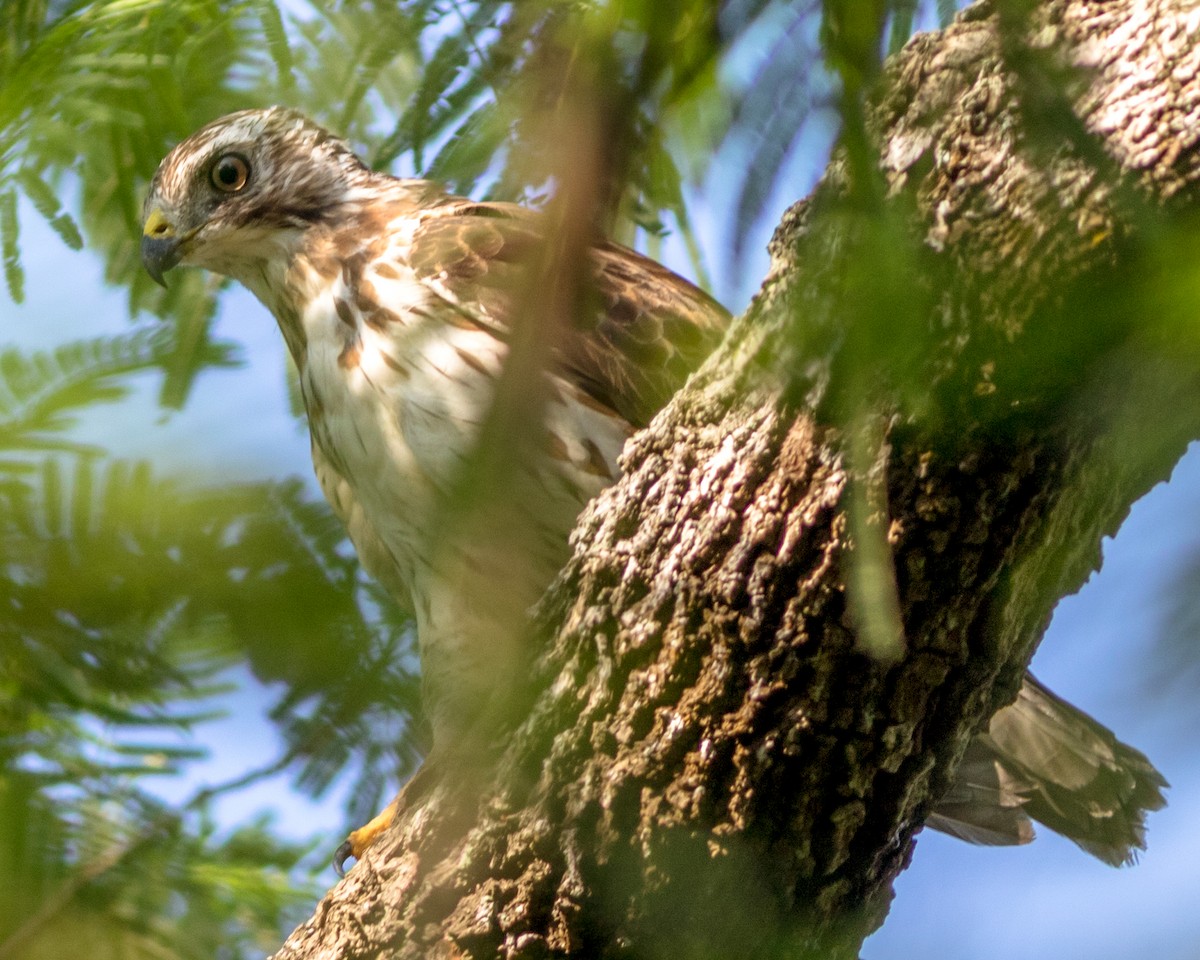 Broad-winged Hawk - ML126948931
