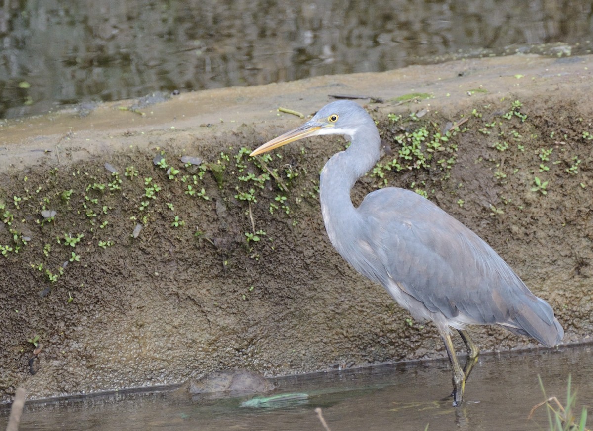 Western Reef-Heron - ML126950291