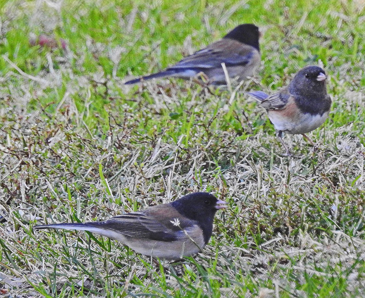 Junco ardoisé - ML126951411