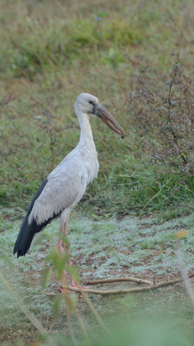 Asian Openbill - ML126952021