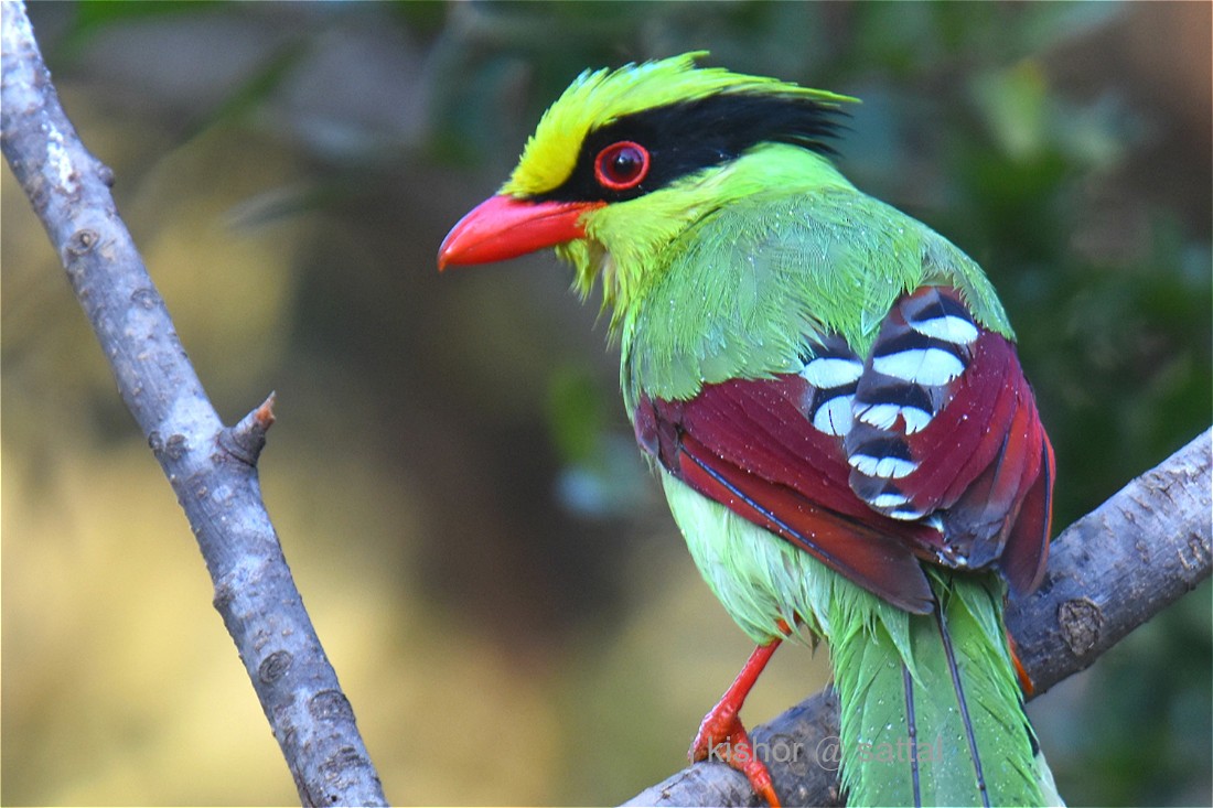 Common Green-Magpie (Common) - Kishor Joshi