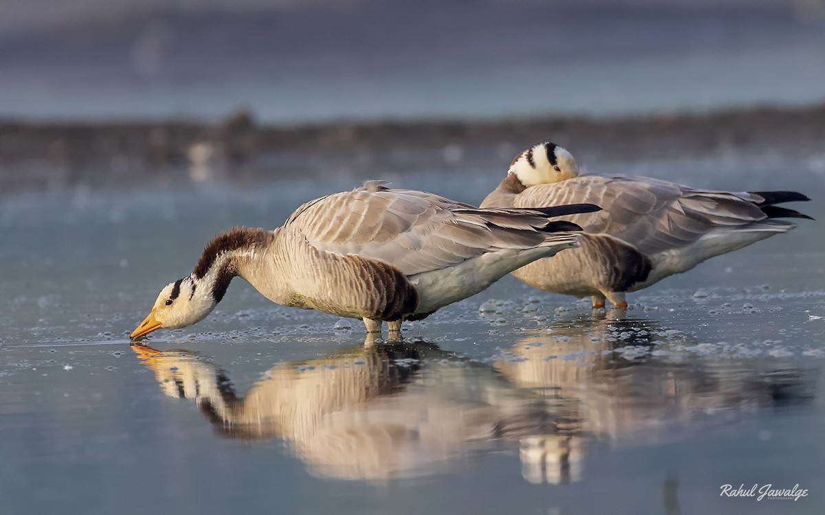 Bar-headed Goose - ML126952921