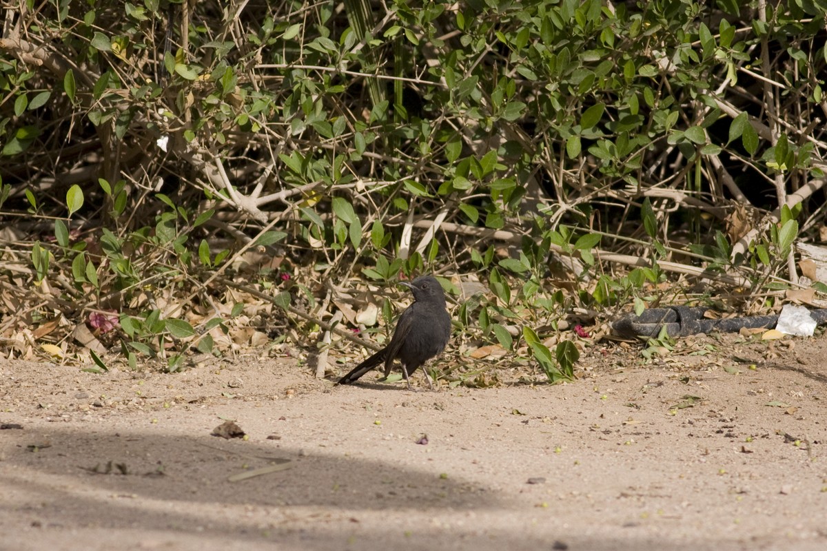 Black Scrub-Robin - ML126952961