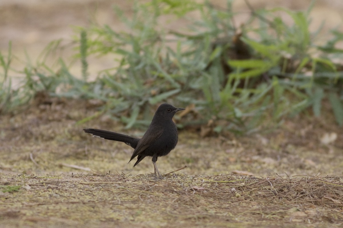 Black Scrub-Robin - ML126952981