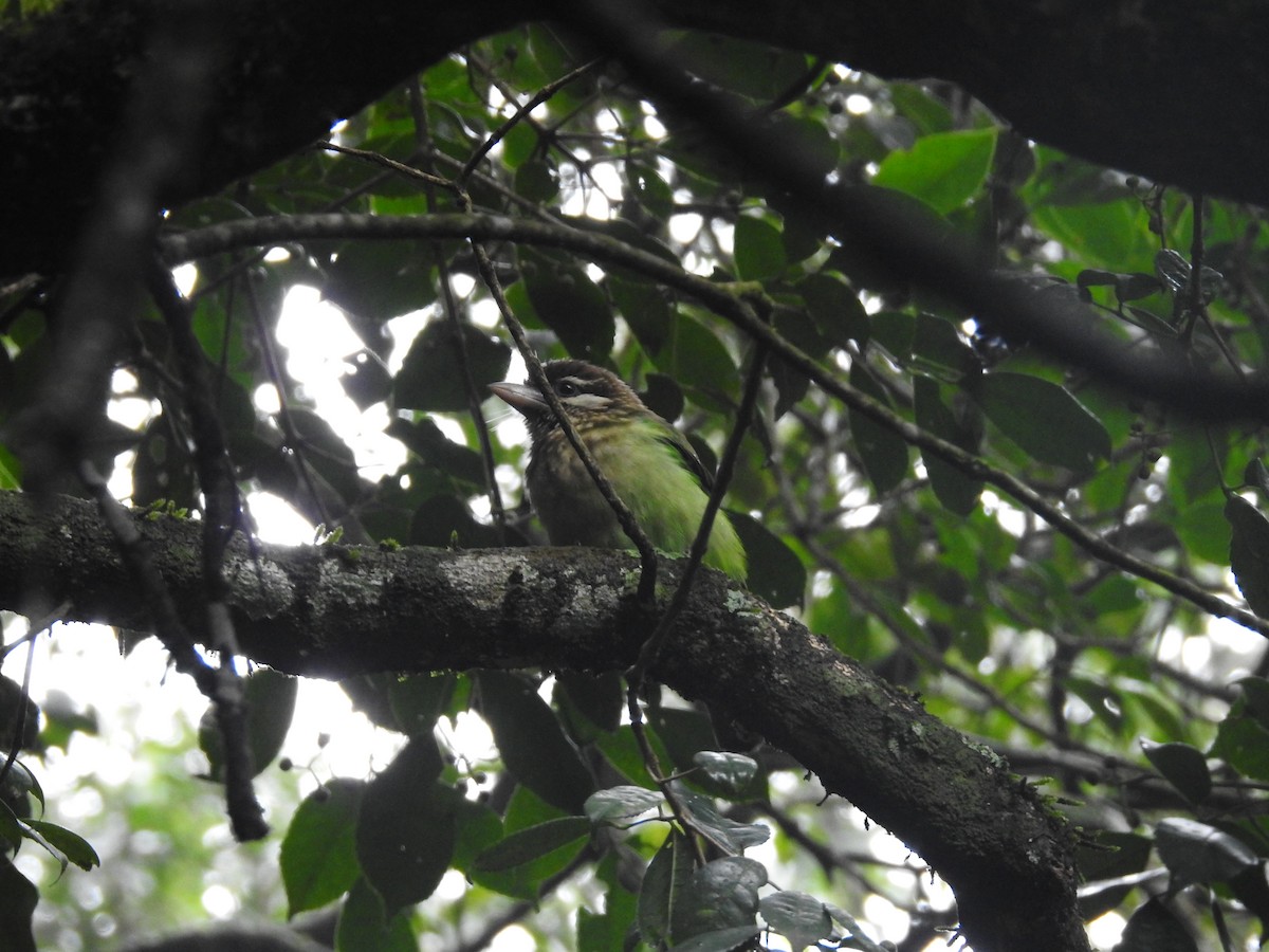 White-cheeked Barbet - viral joshi