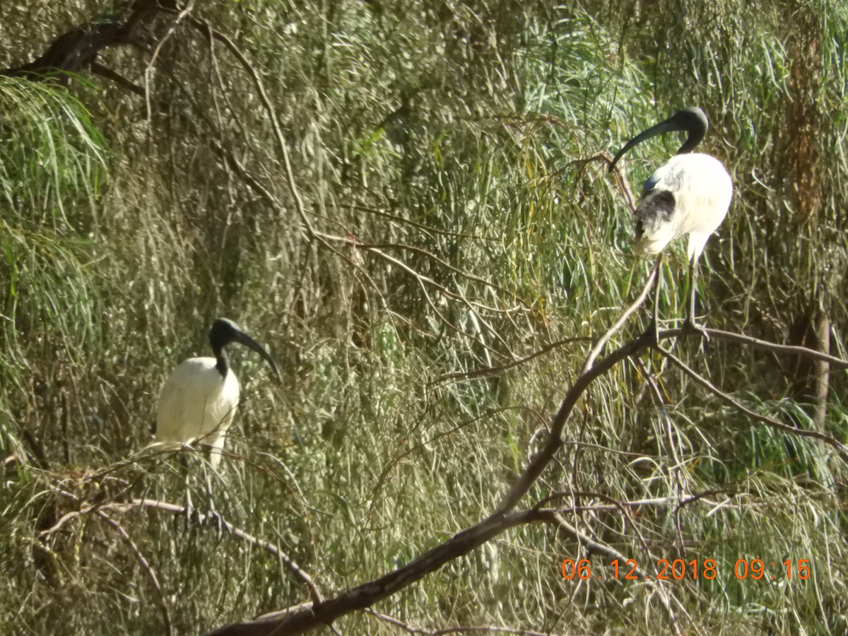 ibis australský - ML126955171
