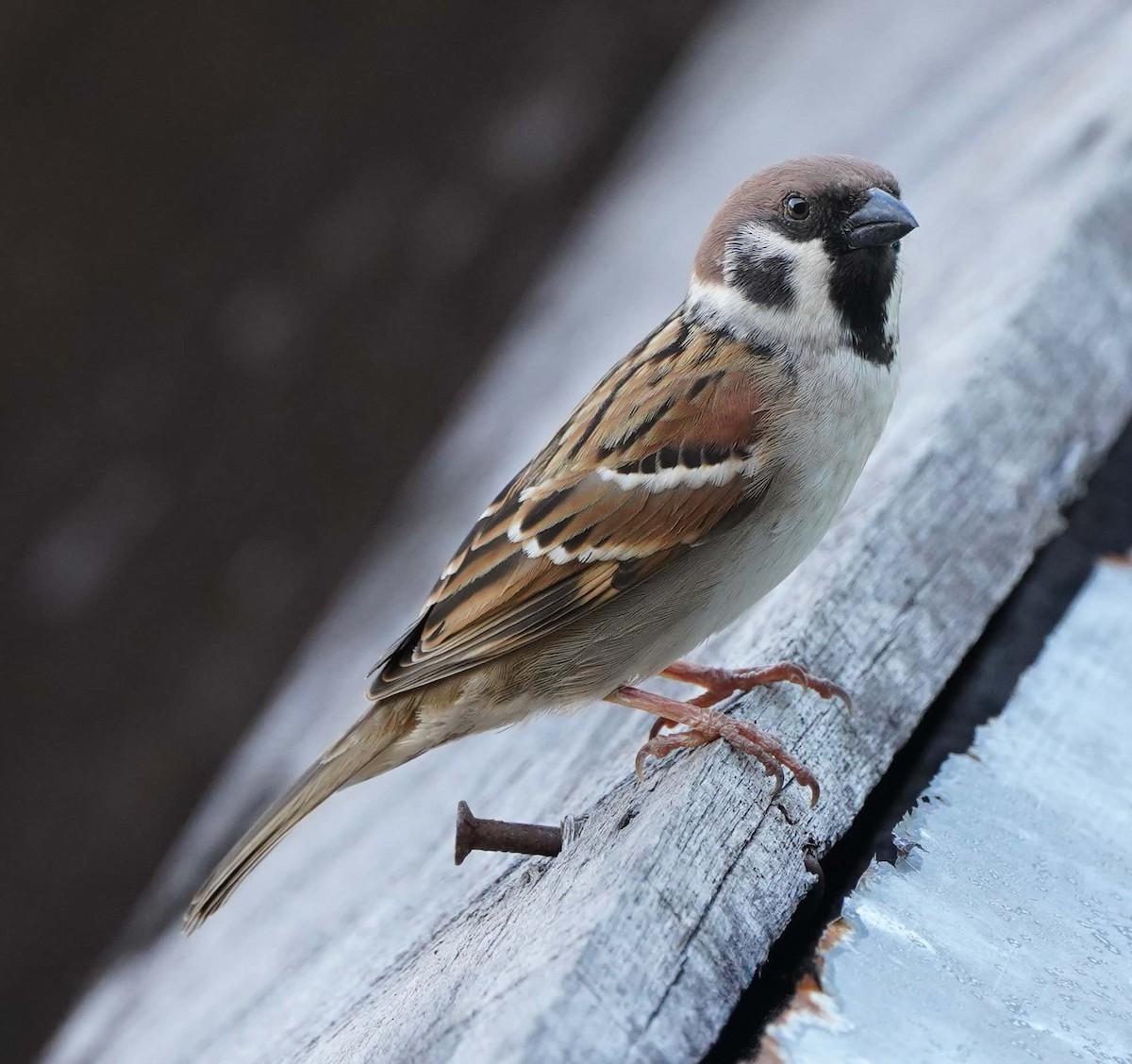 Eurasian Tree Sparrow - ML126956511