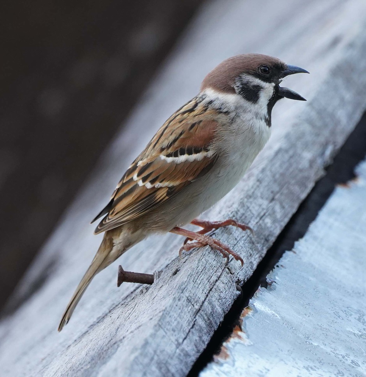 Eurasian Tree Sparrow - ML126956521