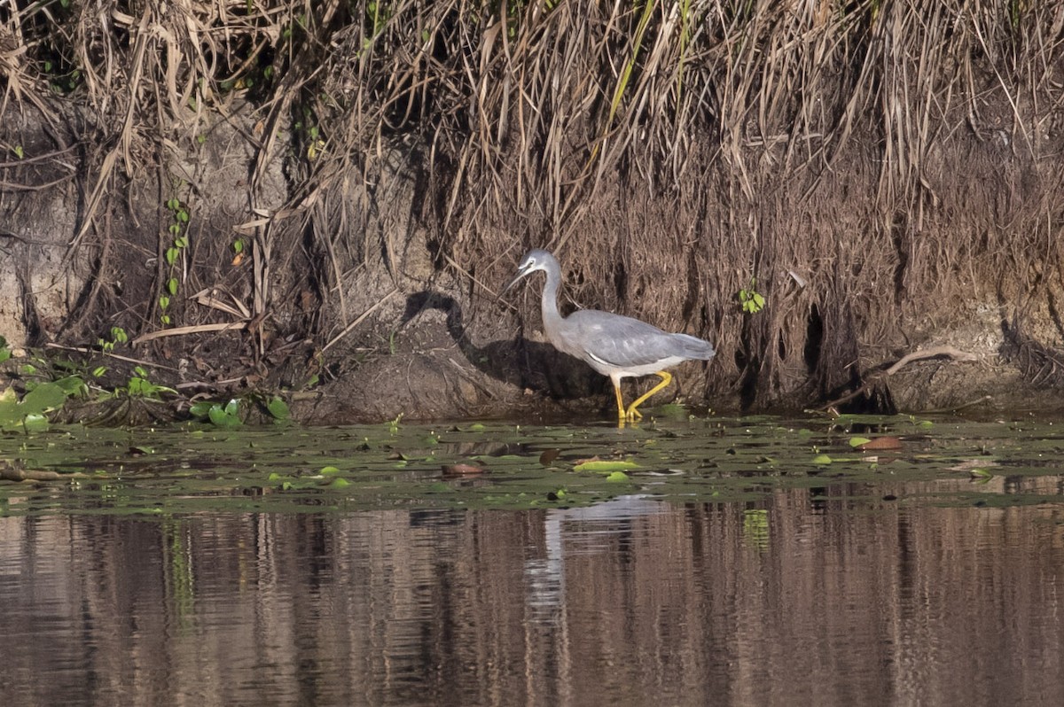 White-faced Heron - ML126956831