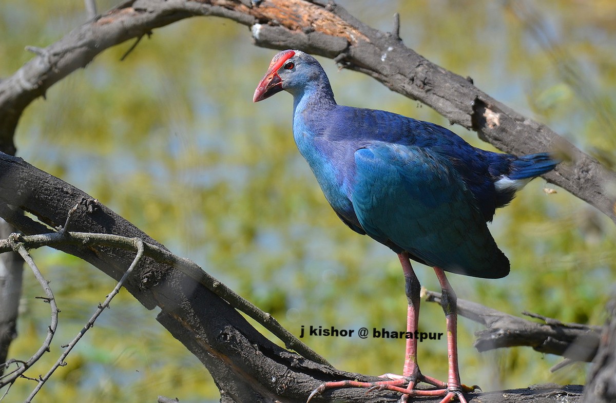 moorhen/coot/gallinule sp. - Kishor Joshi