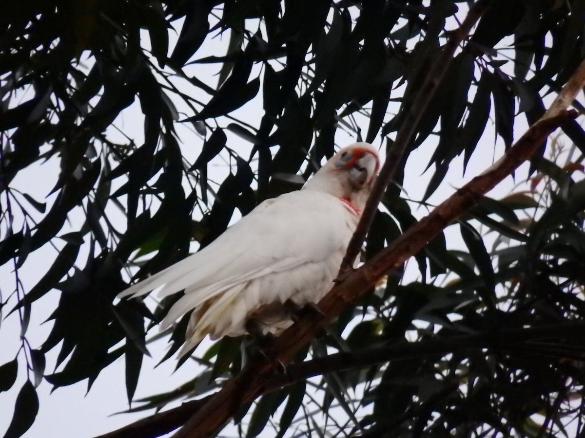 Long-billed Corella - ML126957281