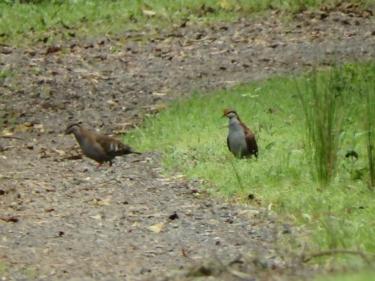 Brush Bronzewing - ML126957801