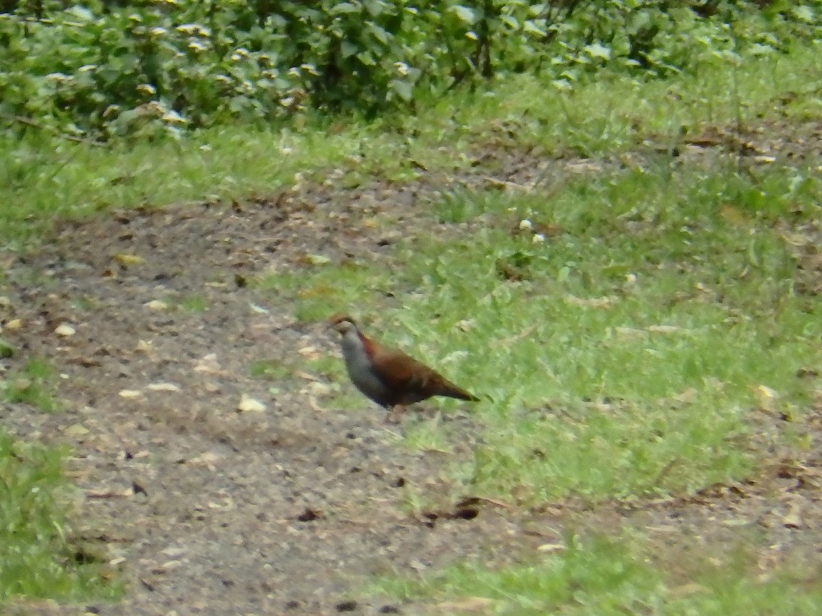 Brush Bronzewing - ML126957831