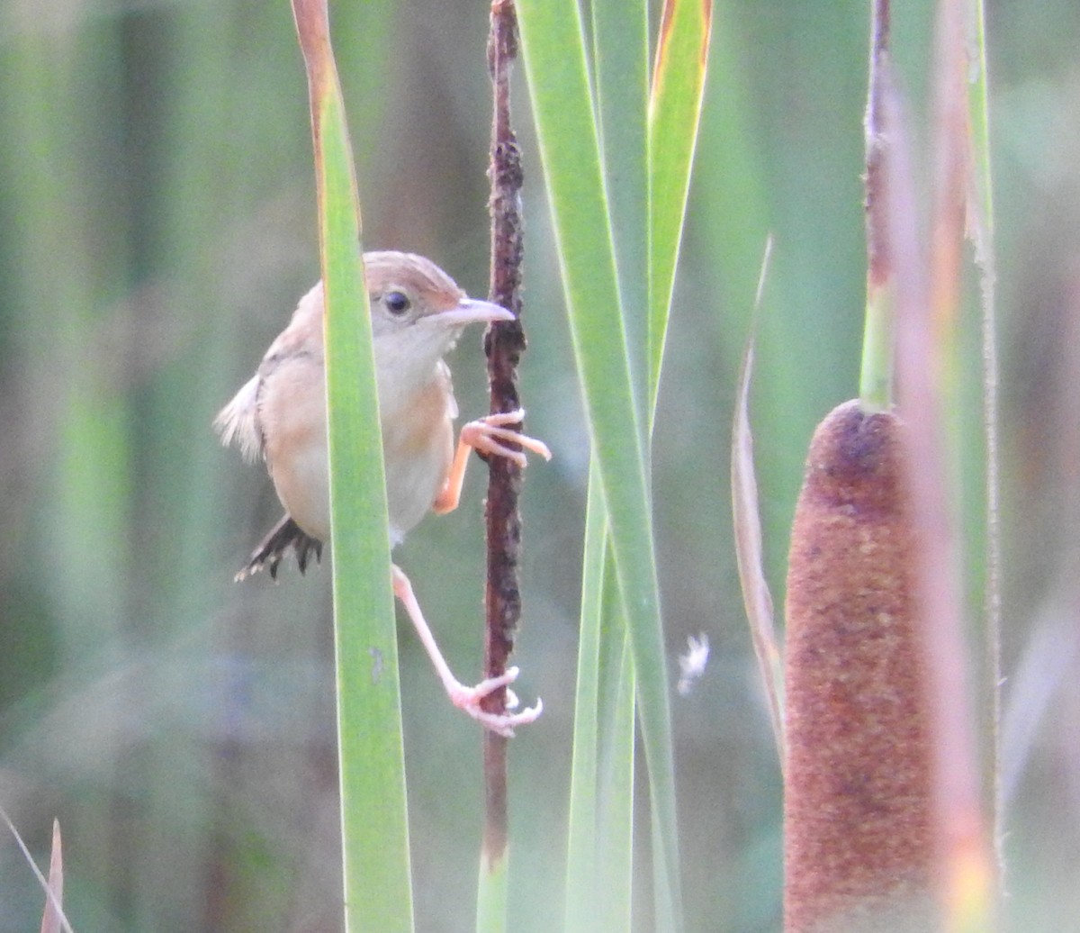 Golden-headed Cisticola - ML126957871