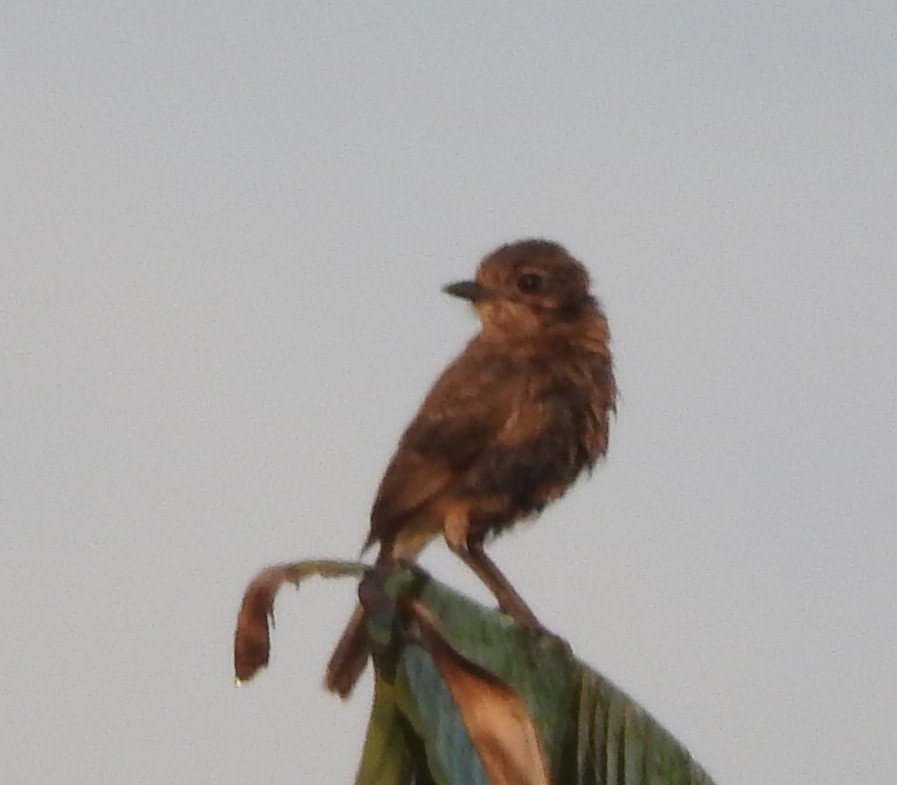 Pied Bushchat - ML126957881