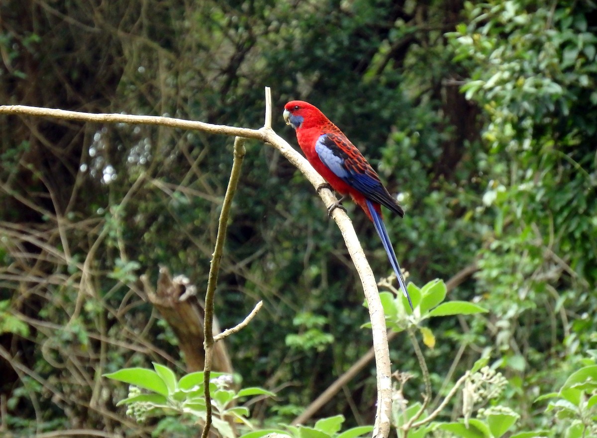 Crimson Rosella - ML126957901