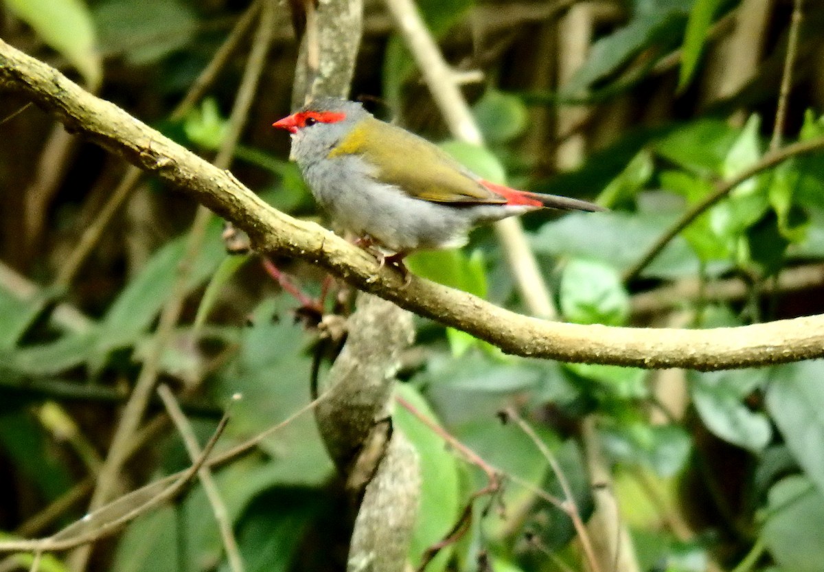 Red-browed Firetail - ML126957951